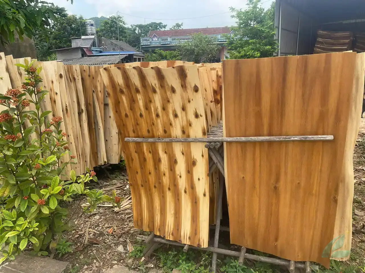 Acacia core veneer sheets stacked after peeling Vietnam plywood factory hcply