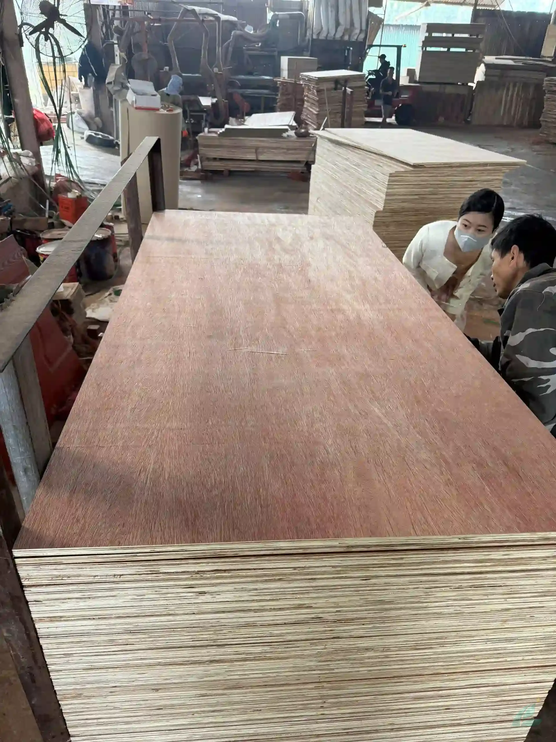 Bintangor plywood furniture grade with melamine adhesive vietnam hcply