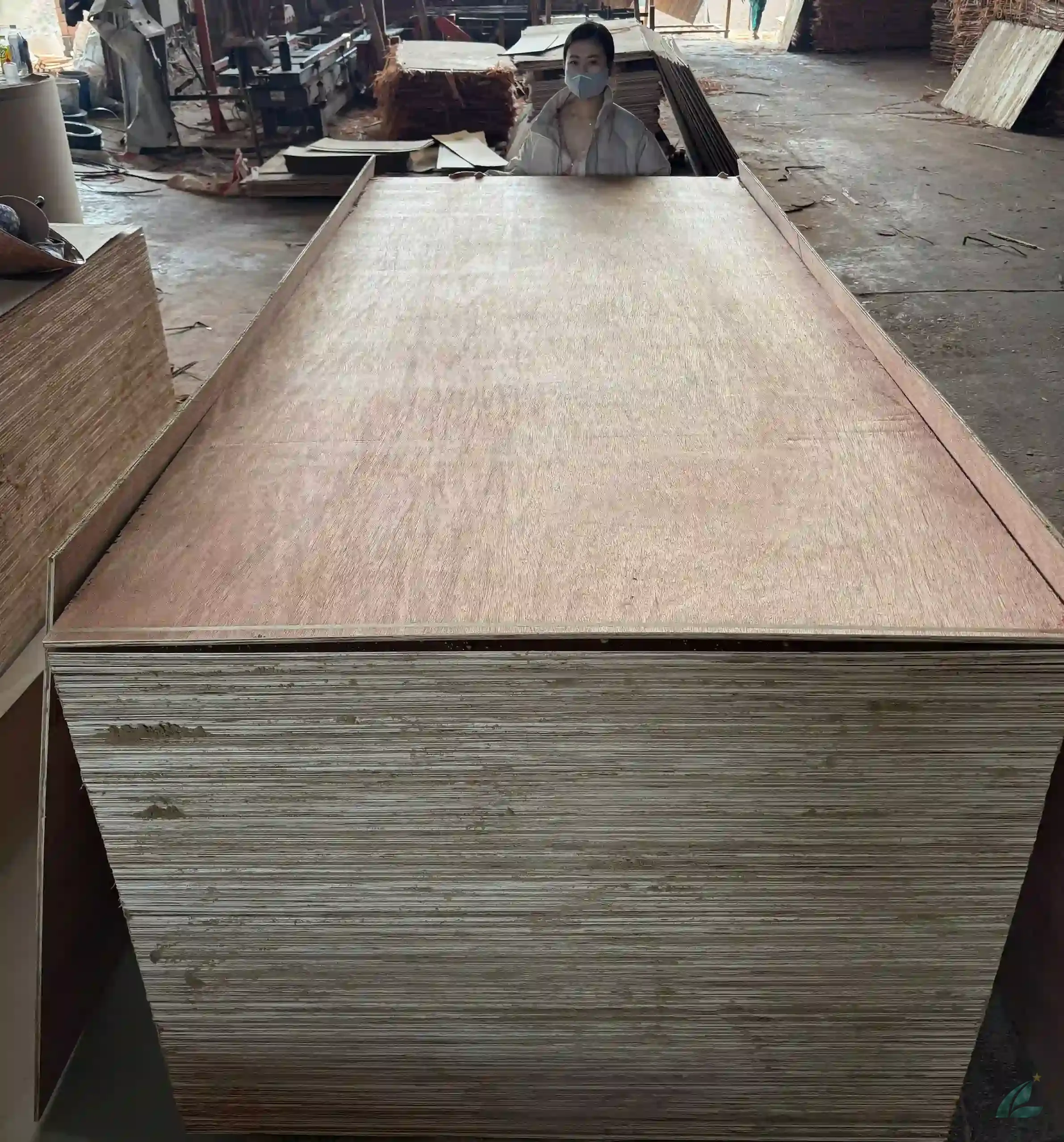 vietnam commercial plywood bintangor panel export grade okoume face hcply bintangor plywood export