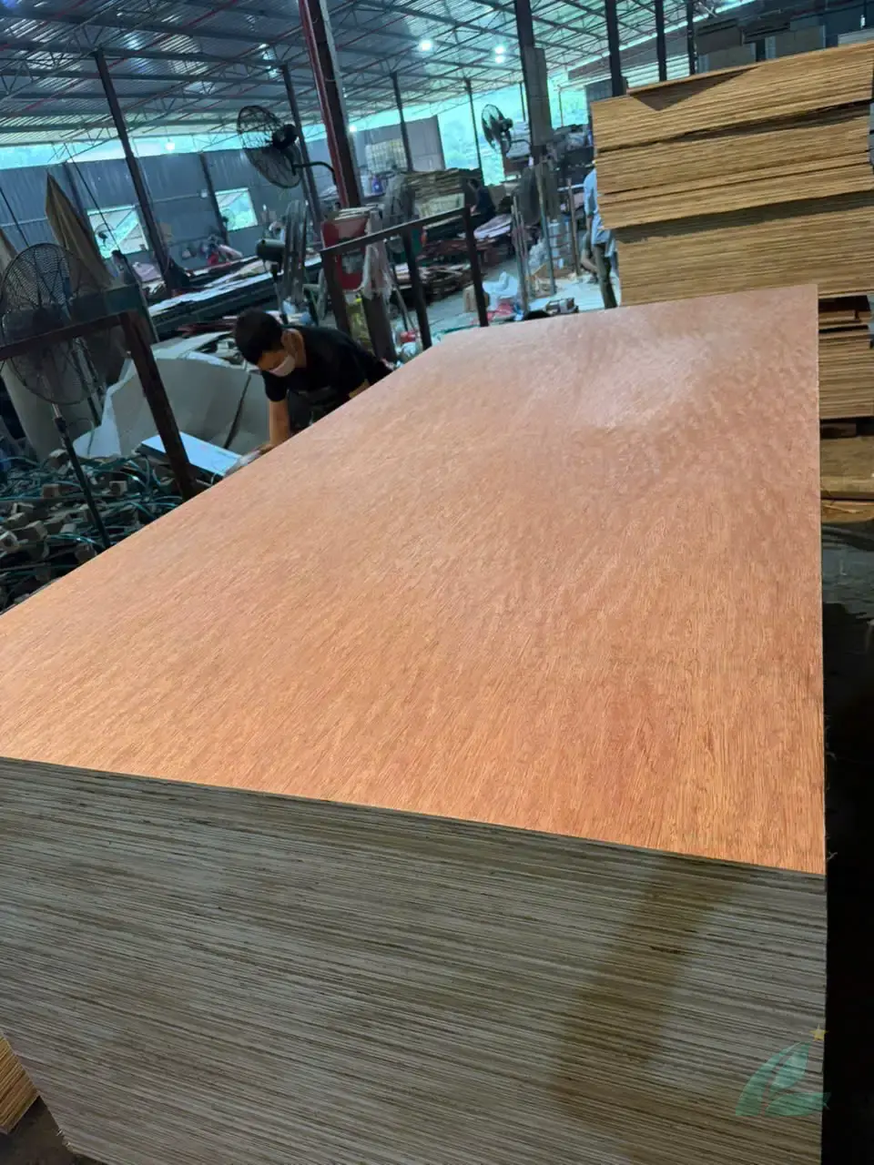 Bintangor Plywood Vietnam — Mika Plywood