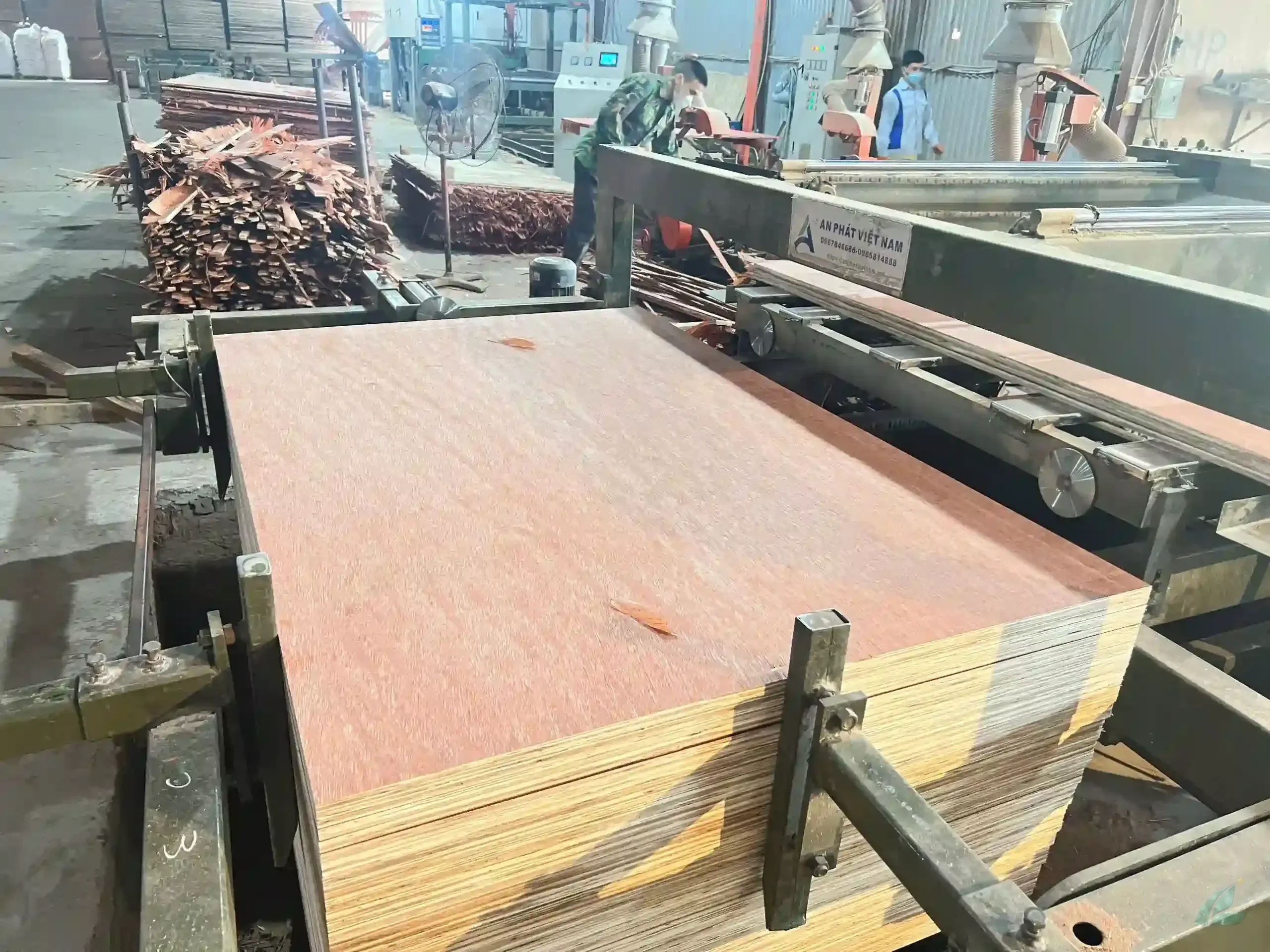 Bintangor plywood vietnam factory grade sorting inspection quality control hcply export