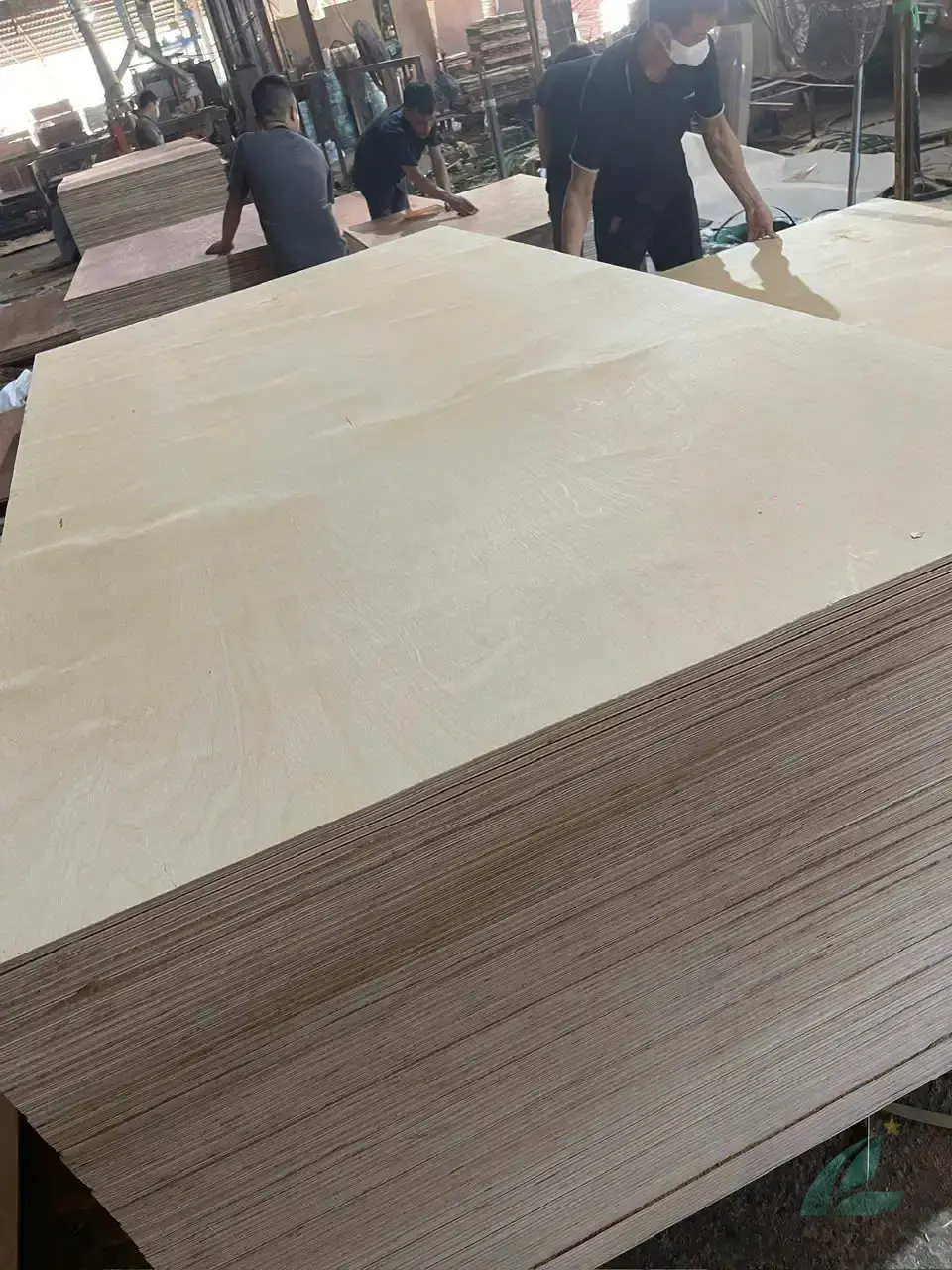styrax core plywood vietnam light color smooth grain birch alternative hcply