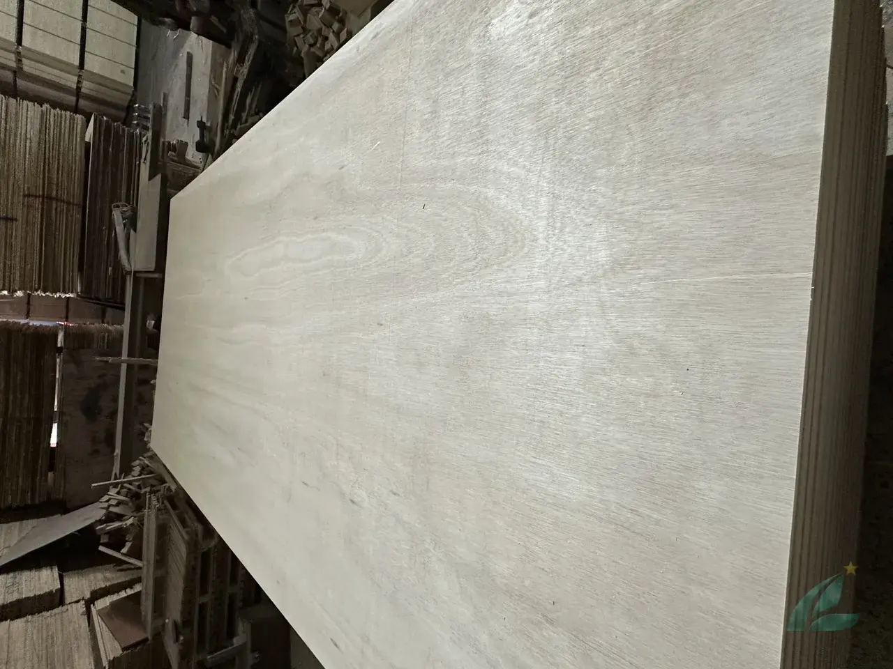 Eucalyptus Plywood