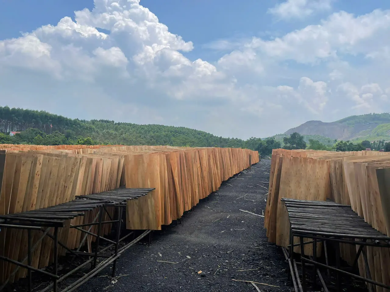 Eucalyptus plywood premium export grade — Mika Plywood Vietnam factory