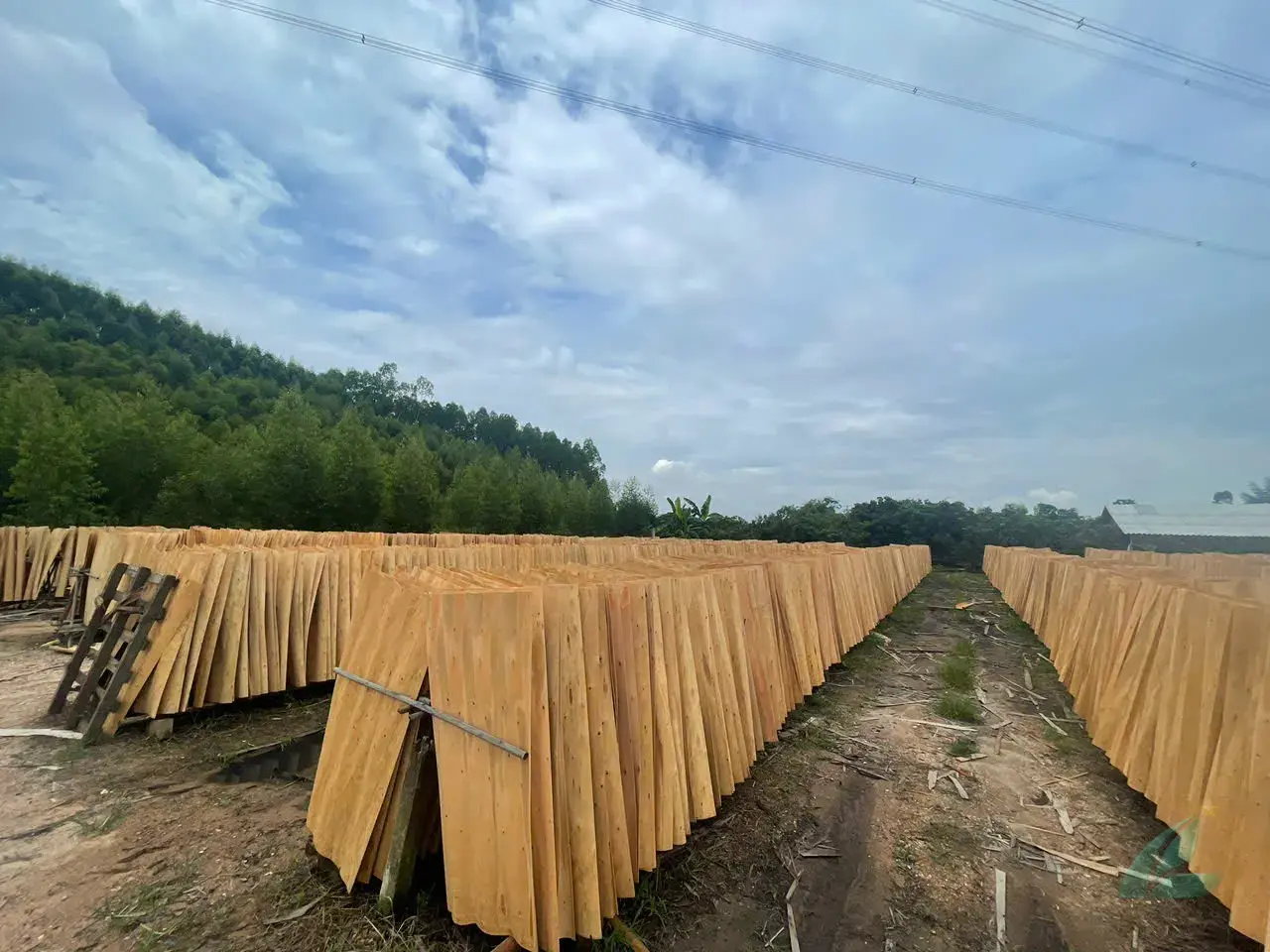 Eucalyptus core plywood vietnam export panel quality inspection factory hcply