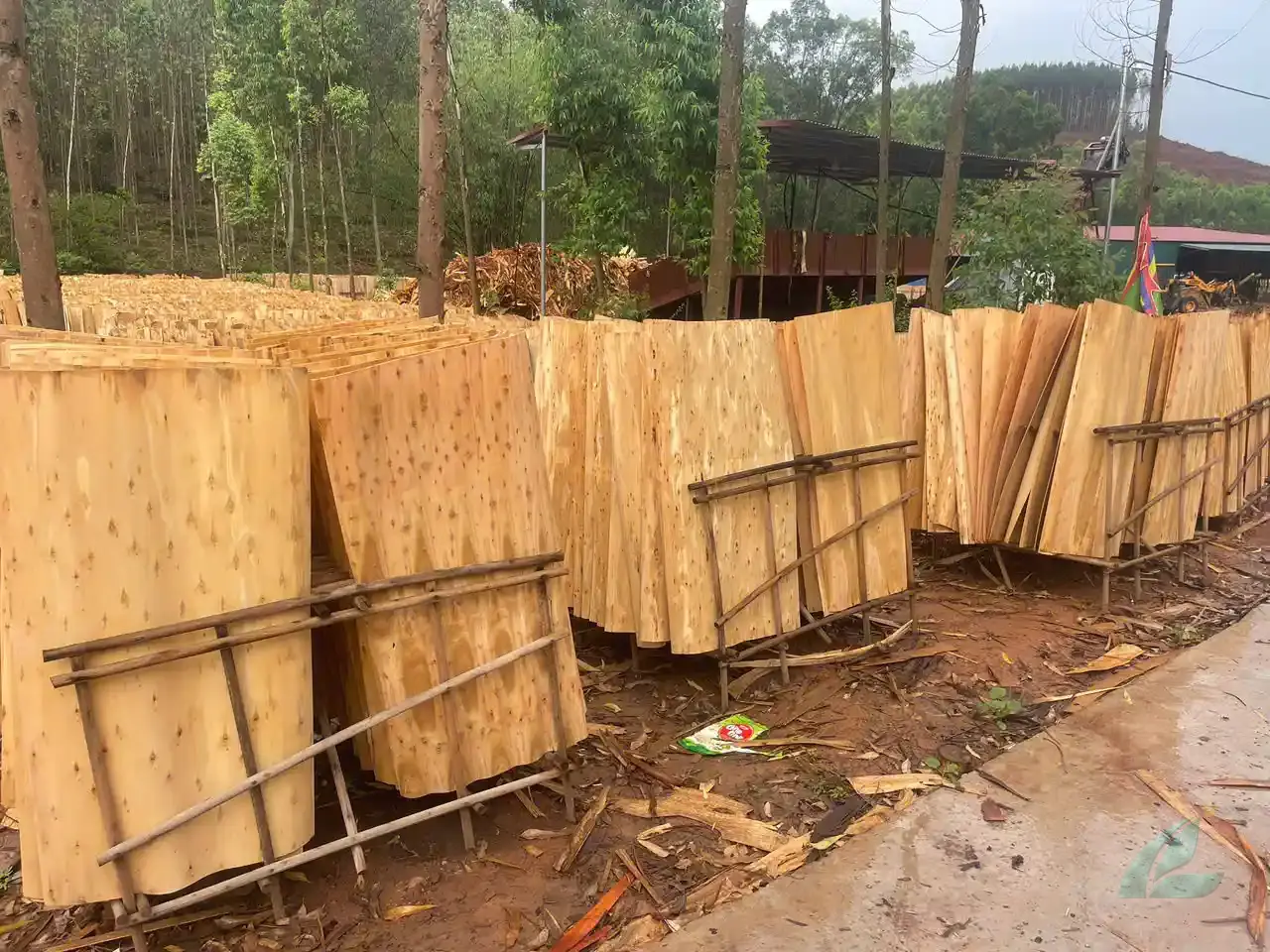 eucalyptus core veneer vietnam factory export high density hcply premium grade
