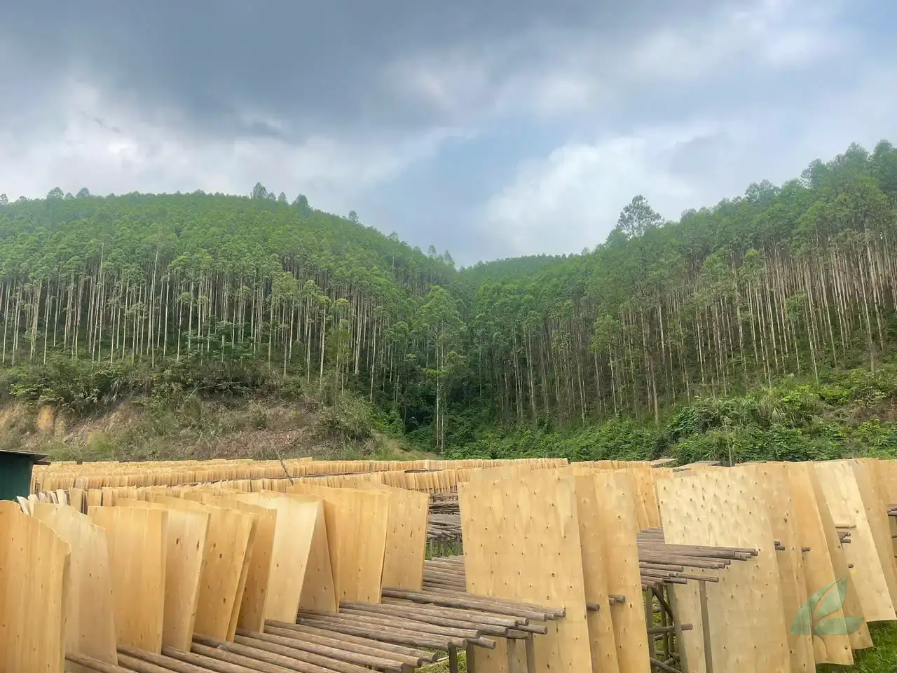 eucalyptus core veneer plywood vietnam export hardwood hcply
