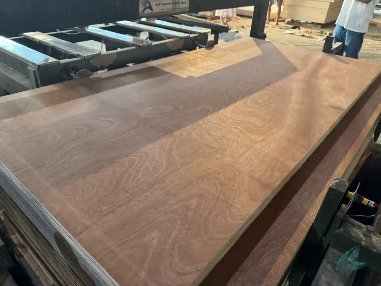 gurjan plywood face veneer close-up dark grain hcply vietnam export india