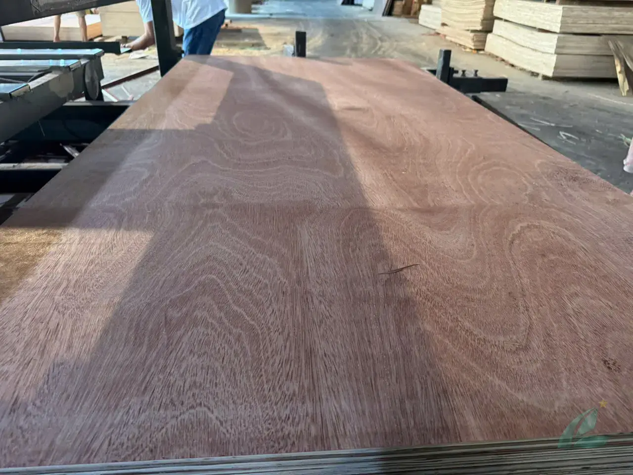 india plywood import market gurjan bintangor applications furniture commercial
