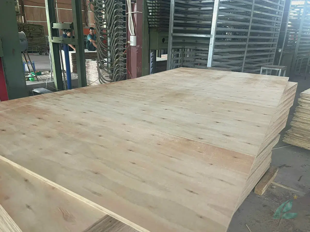 Matt Plywood Vietnam — Mika Plywood