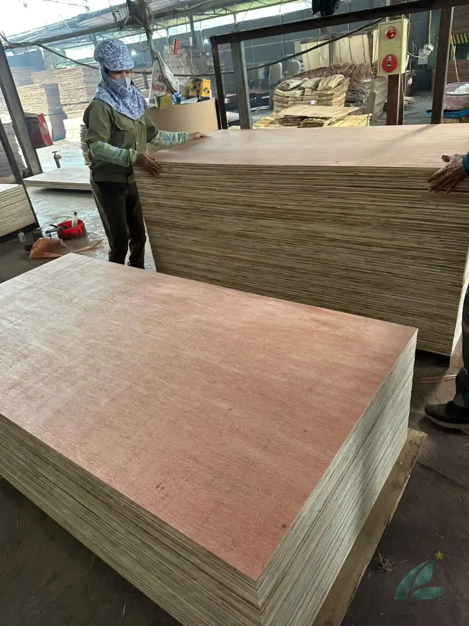 Packing plywood Vietnam container loading 40HC Mika Plywood Hai Phong port export