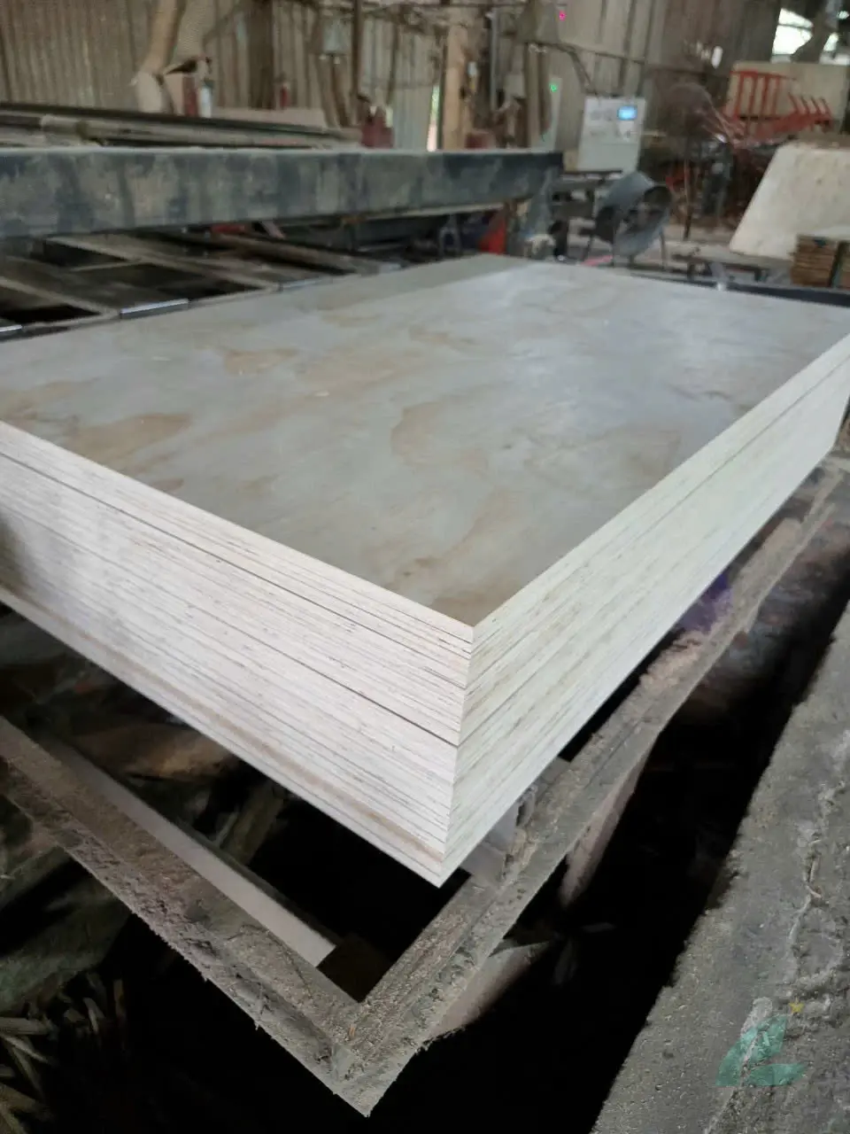 Pine Plywood
